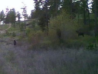 Two moose near the trail